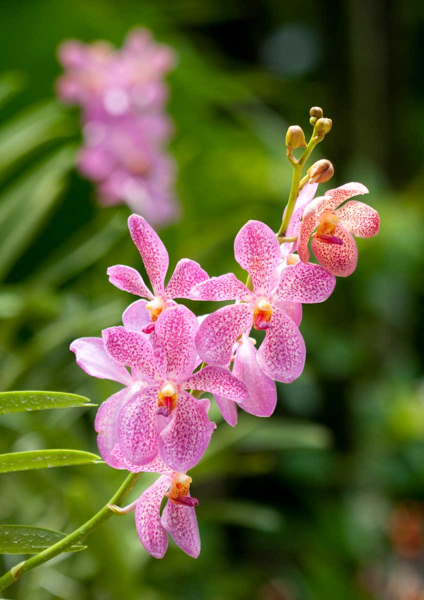 Donna chiropratica